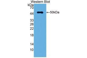 Western blot analysis of recombinant Rat LRG1. (LRG1 抗体  (AA 154-332))