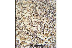 MAML3 Antibody immunohistochemistry analysis in formalin fixed and paraffin embedded human lymphnode followed by peroxidase conjugation of the secondary antibody and DAB staining. (MAML3 抗体  (C-Term))
