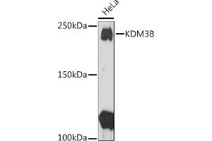 Western blot analysis of extracts of HeLa cells, using KDM3B Rabbit pAb (ABIN1680577, ABIN3015976, ABIN3015977 and ABIN6219483) at 1:1000 dilution. (KDM3B 抗体  (AA 1059-1283))