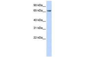 Image no. 1 for anti-Discs, Large Homolog 3 (DLG3) (AA 108-157) antibody (ABIN6740838) (DLG3 抗体  (AA 108-157))