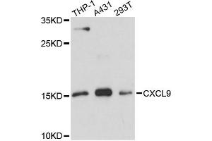 Western blot analysis of extracts of various cell lines, using CXCL9 antibody (ABIN6291934) at 1:3000 dilution. (CXCL9 抗体)