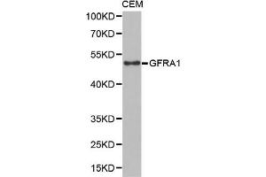 Western Blotting (WB) image for anti-GDNF Family Receptor alpha 1 (GFRA1) (AA 25-280) antibody (ABIN6219934) (GFRA1 抗体  (AA 25-280))