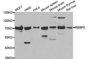 Western blot analysis of extracts of various cell lines, using RBBP5 antibody. (RBBP5 抗体)