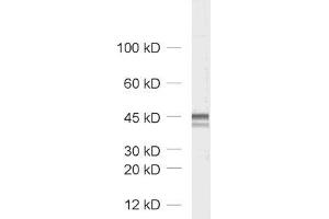 dilution: 1 : 1000, sample: rat brain homogenate (Homer 1/2/3 (N-Term) 抗体)