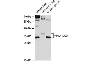 Western blot analysis of extracts of various cell lines, using HLA-DOA antibody (ABIN7267757) at 1:1000 dilution. (HLA-DOA 抗体  (AA 26-217))