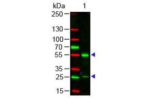 Human IgG (H&L) Antibody 549 Conjugated Western Blot. (山羊 anti-人 IgG Antibody (DyLight 549) - Preadsorbed)