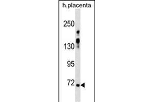ZN Antibody (N-term) (ABIN1538973 and ABIN2838321) western blot analysis in human placenta tissue lysates (35 μg/lane).