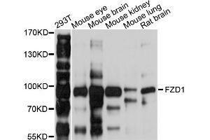 Western blot analysis of extracts of various cell lines, using FZD1 antibody (ABIN5997758) at 1/1000 dilution. (FZD1 抗体)