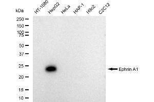 Western blotting analysis using Ephrin A1 antibody (ABIN7798457). (Recombinant Ephrin A1 抗体)