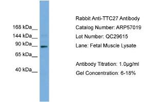 WB Suggested Anti-TTC27  Antibody Titration: 0. (TTC27 抗体  (N-Term))