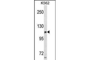 USH1C Antibody (N-term) (ABIN1881984 and ABIN2838647) western blot analysis in K562 cell line lysates (35 μg/lane). (USH1C 抗体  (N-Term))