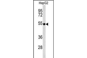 Western blot analysis of EFE Antibody (C-term) (ABIN653217 and ABIN2842753) in HepG2 cell line lysates (35 μg/lane).