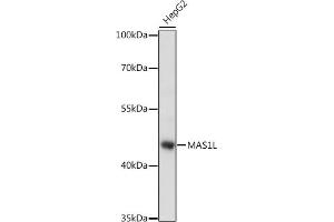 Western blot analysis of extracts of HepG2 cells, using ML antibody (ABIN7268406) at 1:1000 dilution. (MAS1L 抗体  (AA 1-70))