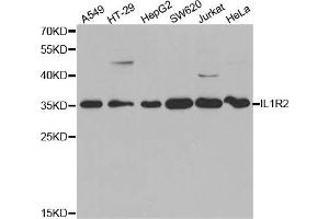 Western Blotting (WB) image for anti-Interleukin 1 Receptor, Type II (IL1R2) antibody (ABIN1875419) (IL1R2 抗体)