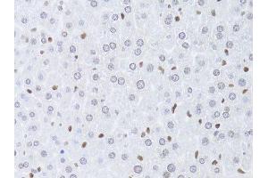 Immunohistochemistry of paraffin-embedded mouse liver using LMNB2 Antibody.