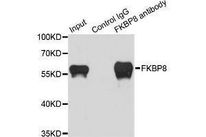Immunoprecipitation analysis of 200 μg extracts of HeLa cells using 1 μg FKBP8 antibody (ABIN5974260). (FKBP8 抗体)