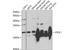 Western blot analysis of extracts of various cell lines, using VSNL1/VILIP-1 Antibody (ABIN3016717, ABIN3016718, ABIN3016719 and ABIN6219826) at 1:1000 dilution. (VSNL1 抗体  (AA 1-191))