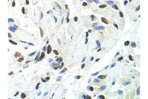Immunohistochemistry (IHC) image for anti-Splicing Factor Proline/glutamine-Ric (SFPQ) antibody (ABIN1874752) (SFPQ 抗体)