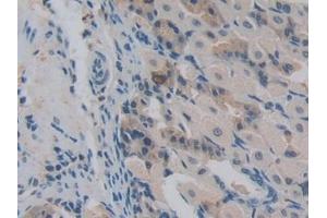 Detection of NUP85 in Mouse Stomach Tissue using Polyclonal Antibody to Nucleoporin 85 (NUP85) (NUP85 抗体  (AA 418-653))