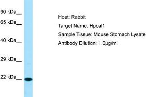 WB Suggested Anti-Hpcal1 Antibody   Titration: 1. (HPCAL1 抗体  (C-Term))