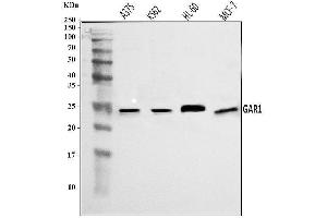 Western blot analysis of NOLA1/GAR1 using anti-NOLA1/GAR1 antibody (ABIN7602076).