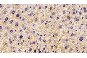 Immunohistochemistry (IHC) image for anti-3-Hydroxy-3-Methylglutaryl-CoA Synthase 2 (Mitochondrial) (HMGCS2) (AA 1-167) antibody (ABIN7445147)