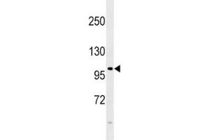 FGFR4 antibody western blot analysis in 293 lysate. (FGFR4 抗体  (AA 24-55))