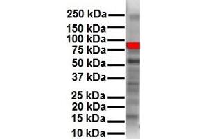 WB Suggested Anti-RIPK3 antibody Titration: 1 ug/mL Sample Type: Human HepG2 (RIPK3 抗体  (N-Term))