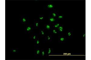 Immunofluorescence of purified MaxPab antibody to PAK1IP1 on HeLa cell. (PAK1IP1 抗体  (AA 1-392))