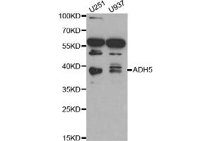 Western blot analysis of extracts of various cell lines, using ADH5 antibody (ABIN1870820) at 1:1000 dilution. (ADH5 抗体)
