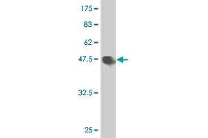 Western Blot detection against Immunogen (47. (HMGB2 抗体  (AA 1-195))