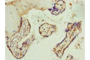 Immunohistochemistry of paraffin-embedded human placenta tissue using ABIN7144350 at dilution of 1:100 (AP1M1 抗体  (AA 1-160))