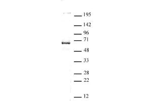 CoREST antibody (pAb) tested by Western blot. (CoREST 抗体  (C-Term))