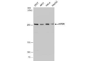 MTOR 抗体  (C-Term)