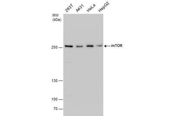 MTOR 抗体  (C-Term)