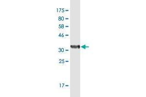 Western Blot detection against Immunogen (36. (SUPT4H 抗体  (AA 18-117))