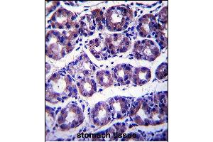 SLC41A2 Antibody (N-term) (ABIN657753 and ABIN2846735) immunohistochemistry analysis in formalin fixed and paraffin embedded human stomach tissue followed by peroxidase conjugation of the secondary antibody and DAB staining. (SLC41A2 抗体  (N-Term))