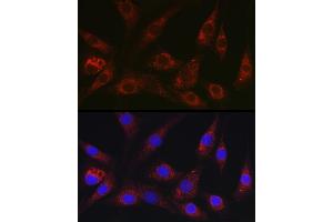 Immunofluorescence (IF) image for anti-Neural Precursor Cell Expressed, Developmentally Down-Regulated 9 (NEDD9) (AA 60-174) antibody (ABIN3023331)