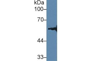Western Blotting (WB) image for anti-3-Hydroxy-3-Methylglutaryl-CoA Synthase 2 (Mitochondrial) (HMGCS2) (AA 1-167) antibody (ABIN7445147)