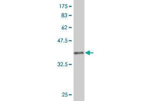 Western Blot detection against Immunogen (36. (PKNOX1 抗体  (AA 2-100))