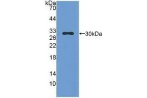 Detection of Recombinant CMA1, Mouse using Polyclonal Antibody to Chymase 1, Mast Cell (CMA1) (CMA1 抗体  (AA 9-247))