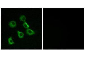Immunofluorescence (IF) image for anti-Olfactory Receptor, Family 52, Subfamily B, Member 2 (OR52B2) (Internal Region) antibody (ABIN1853134) (OR52B2 抗体  (Internal Region))