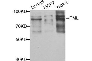 Western blot analysis of extracts of various cell lines, using PML antibody. (PML 抗体)
