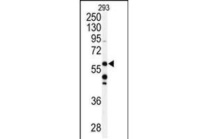 Western blot analysis of anti- in 293 cell line lysates (35ug/lane) (COQ8A 抗体  (C-Term))