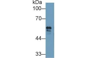 Western blot analysis of Cow Serum, using Cow FGb Antibody (1 µg/ml) and HRP-conjugated Goat Anti-Rabbit antibody ( (Fibrinogen beta Chain 抗体  (AA 49-495))