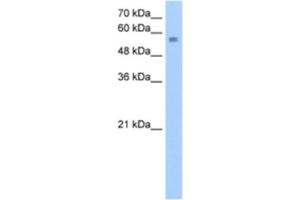 Western Blotting (WB) image for anti-Nudix (Nucleoside Diphosphate Linked Moiety X)-Type Motif 12 (NUDT12) antibody (ABIN2463240) (NUDT12 抗体)