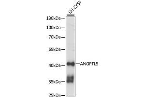 Western blot analysis of extracts of SH-SY5Y cells, using  antibody (ABIN7265592) at 1:1000 dilution. (ANGPTL5 抗体  (AA 1-388))