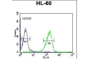 FKBP11 Antibody (C-term) (ABIN652245 and ABIN2841019) flow cytometric analysis of HL-60 cells (right histogram) compared to a negative control cell (left histogram). (FKBP11 抗体  (C-Term))