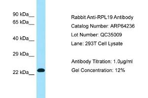 Western Blotting (WB) image for anti-Ribosomal Protein L19 (RPL19) (C-Term) antibody (ABIN2774393) (RPL19 抗体  (C-Term))