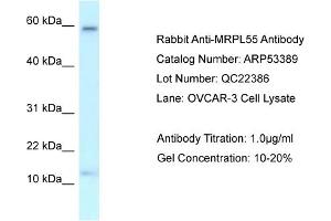Western Blotting (WB) image for anti-Mitochondrial Ribosomal Protein L55 (MRPL55) (Middle Region) antibody (ABIN2785373) (MRPL55 抗体  (Middle Region))